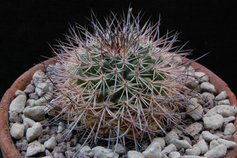 Mammillaria johnstonii 