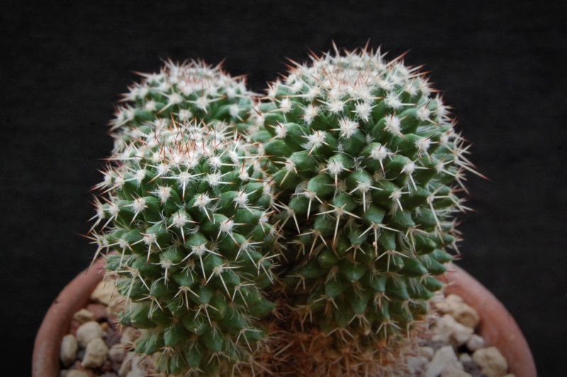 Mammillaria karwinskiana ssp. nejapensis UL 37