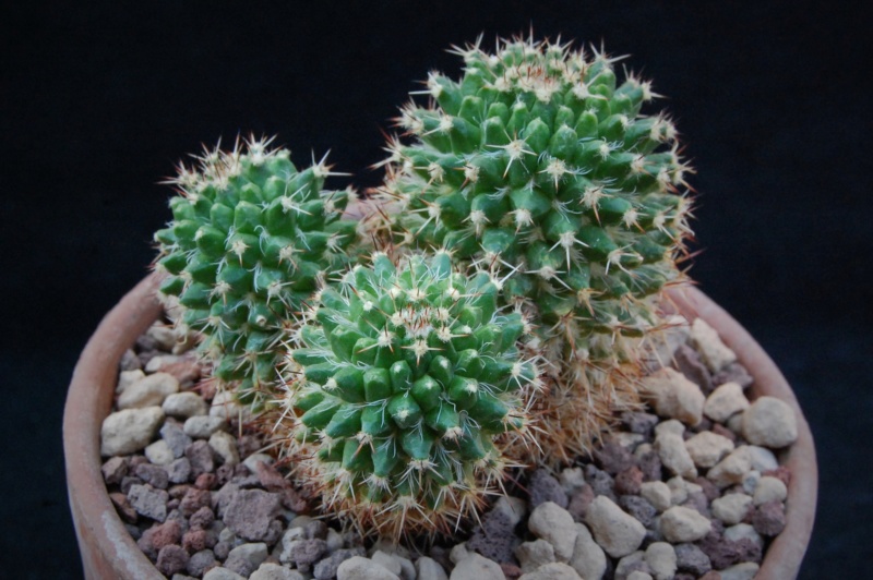 Mammillaria karwinskiana ssp. nejapensis UL 37