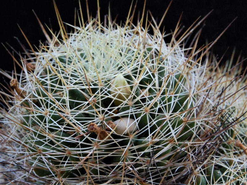 Mammillaria decipiens FO 140