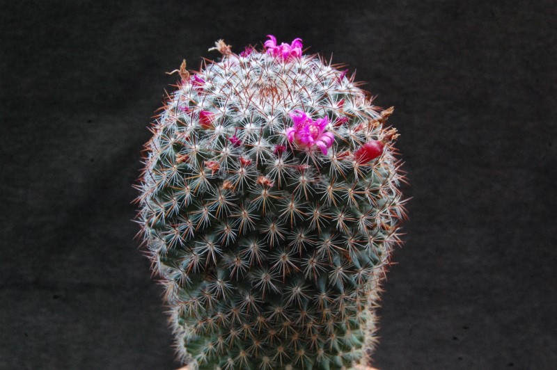 Mammillaria rhodantha ssp. mollendorffiana ML 22