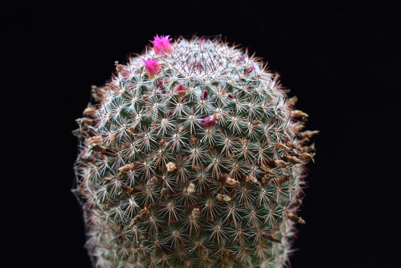 Mammillaria rhodantha ssp. mollendorffiana ML 22