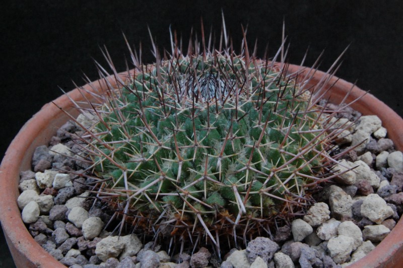 Mammillaria multiseta REP 938