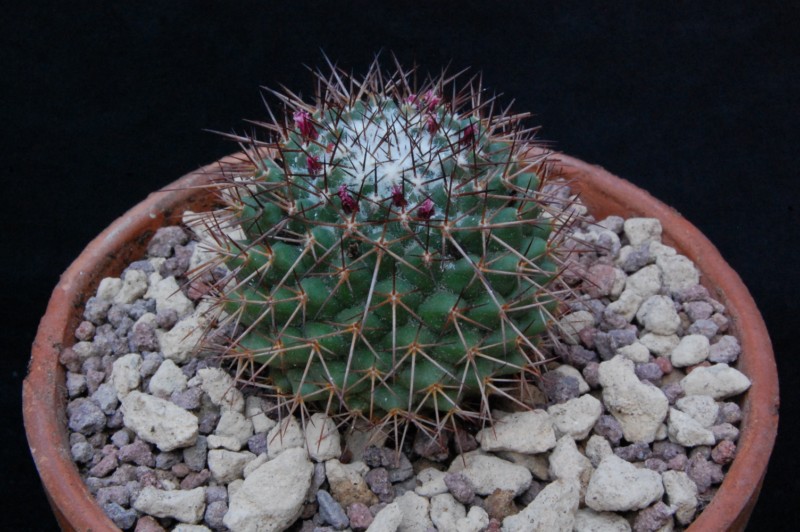 Mammillaria xochipilli TL 422