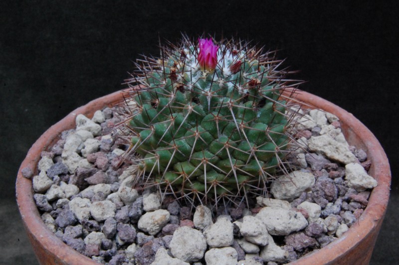 Mammillaria xochipilli TL 422