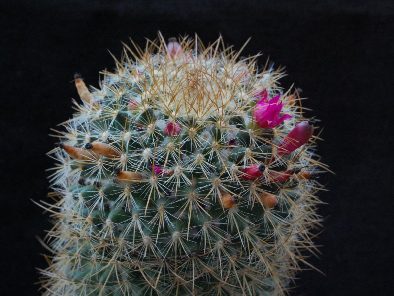 Mammillaria odieriana REP 1172