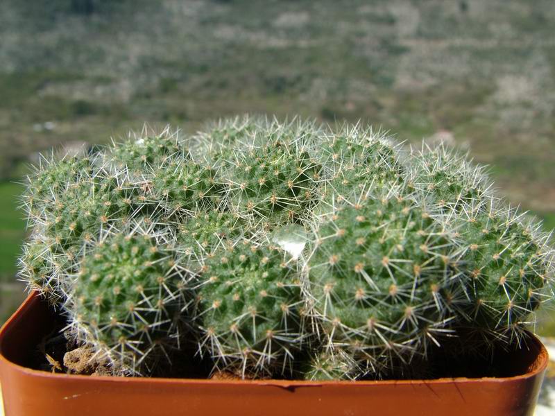 Rebutia cristinae 