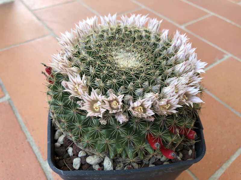 Mammillaria heyderi 