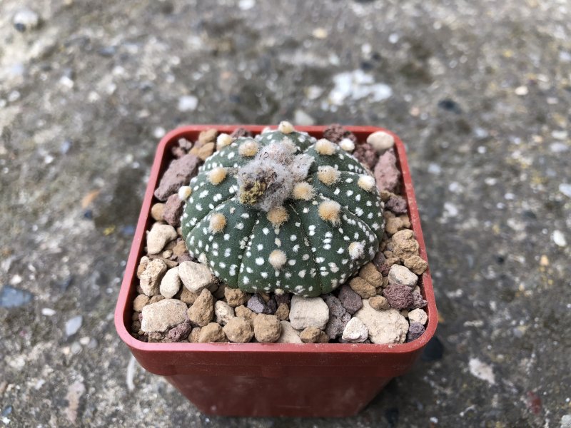 Astrophytum asterias cv. ooibo 