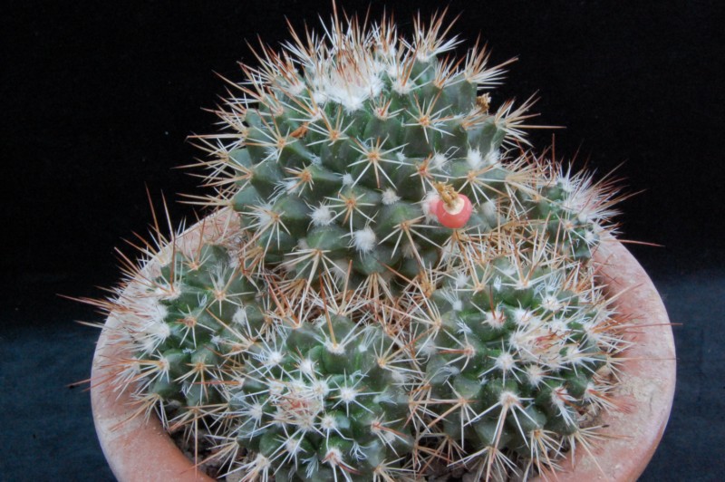 Mammillaria voburnensis v. quetzalcoatl ML 374