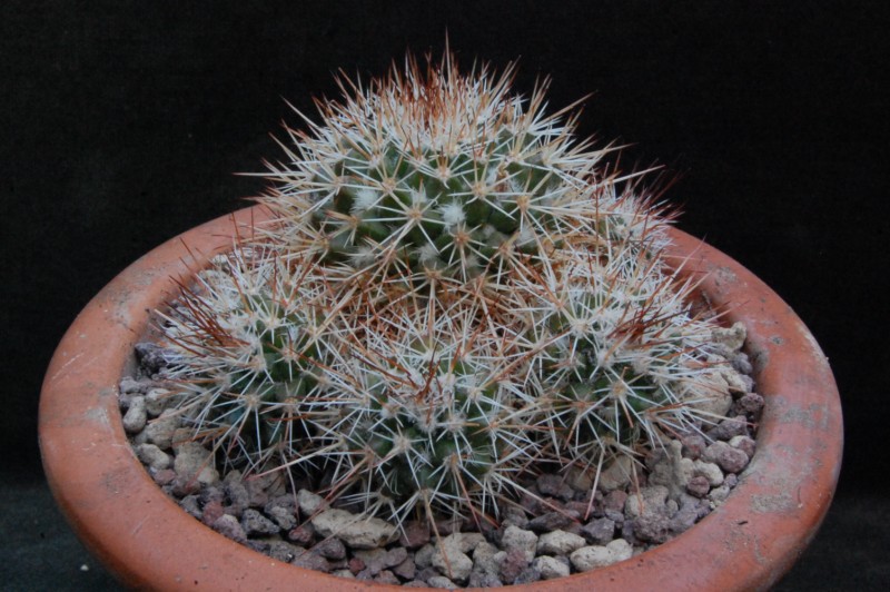 Mammillaria voburnensis v. quetzalcoatl ML 374