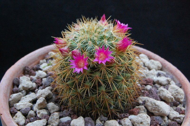 Mammillaria rekoi ssp. aureispina REP 939