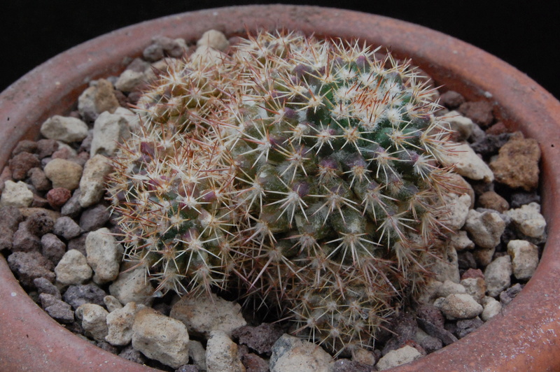 Mammillaria voburnensis 