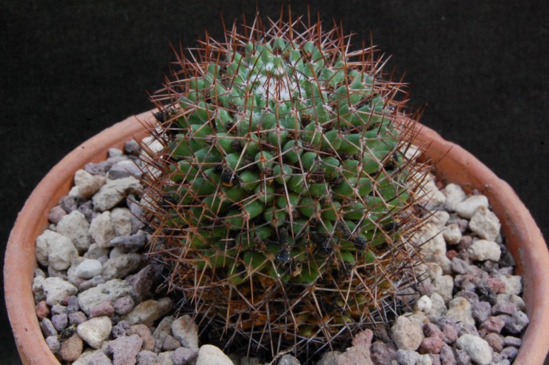 Mammillaria tetracantha K 105