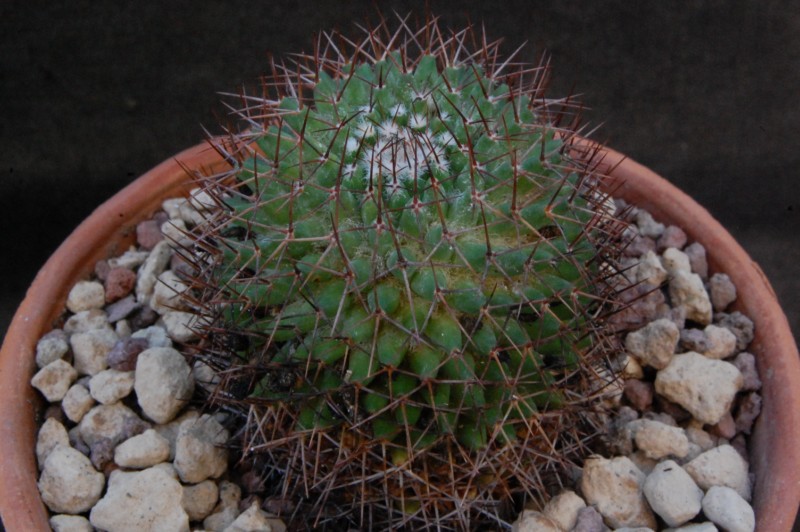 Mammillaria tetracantha K 105