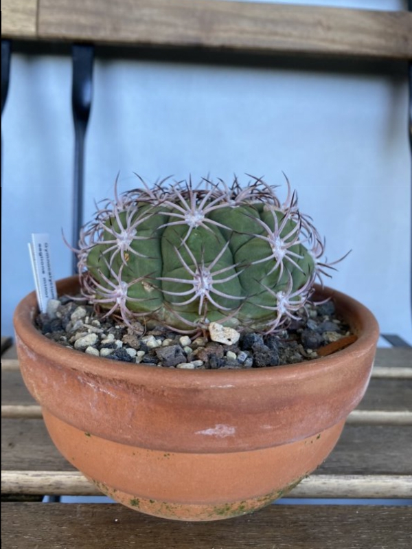 Gymnocalycium saglionis 