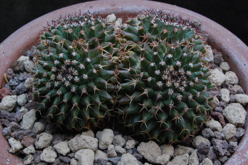 Mammillaria karwinskiana REP 98