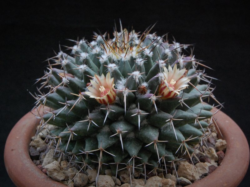 Mammillaria magnimamma ML 306