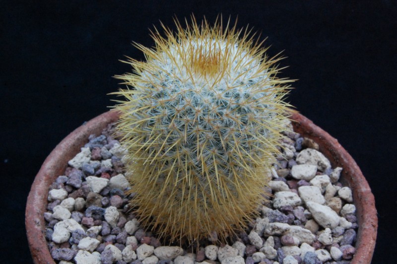 Mammillaria flavicentra ROG 378