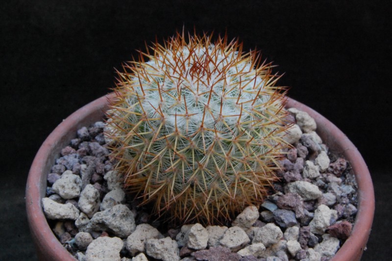 Mammillaria ruestii K 1002