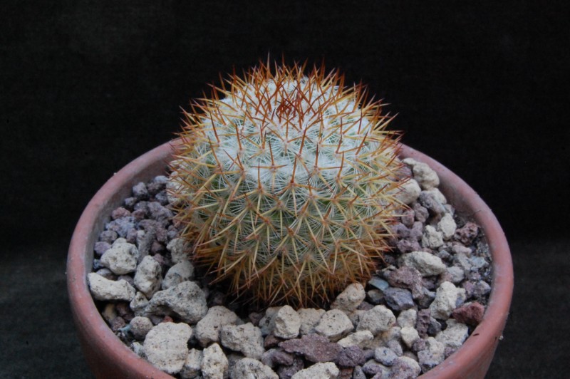 Mammillaria ruestii K 1002