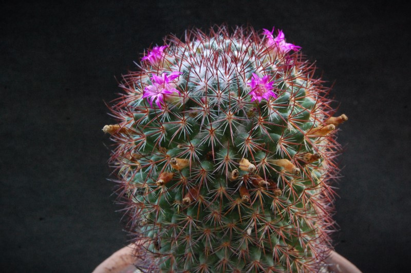 Mammillaria bonavitii REP 907