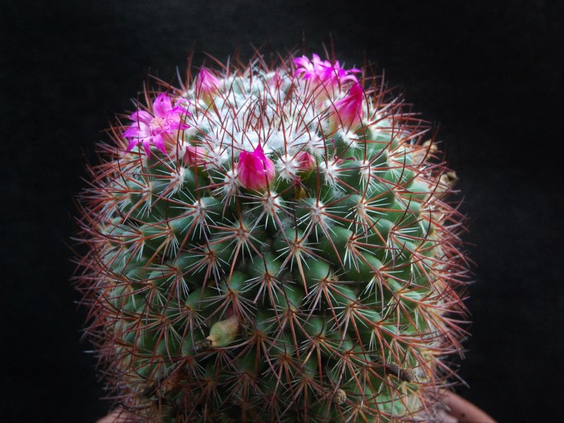 Mammillaria bonavitii REP 904