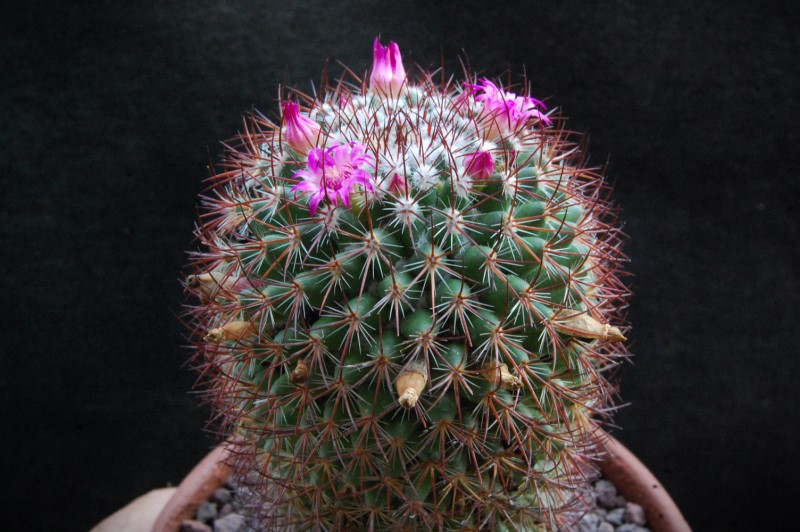 Mammillaria bonavitii REP 907