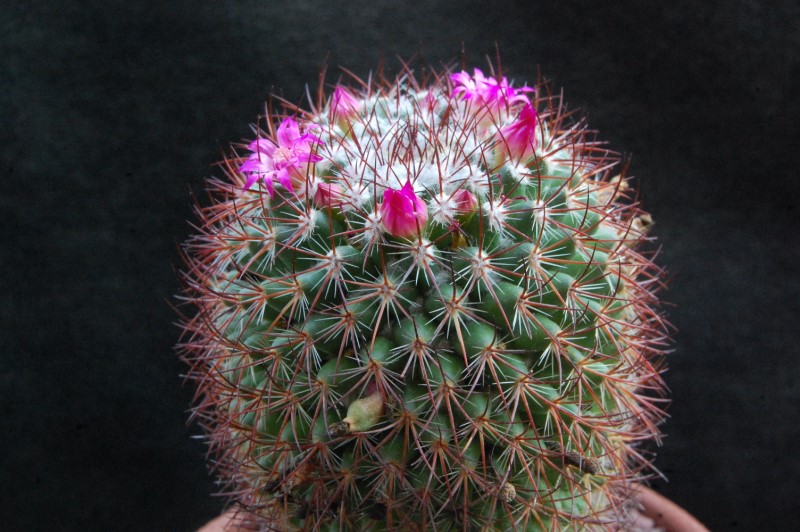 Mammillaria bonavitii REP 907