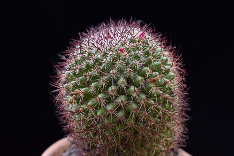 Mammillaria bonavitii REP 907