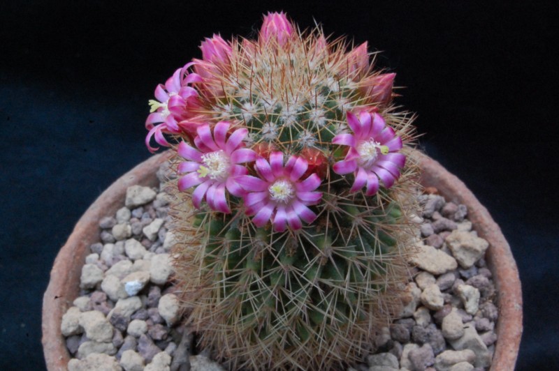 Mammillaria backebergiana REP 763