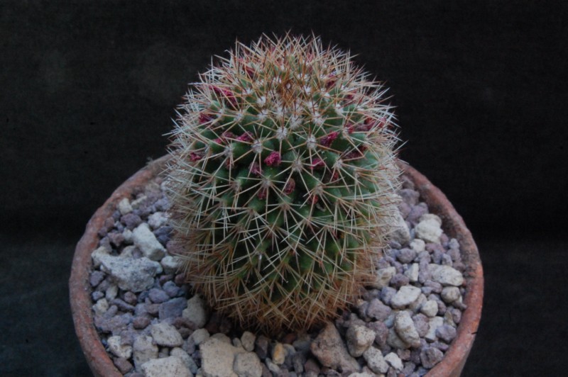 Mammillaria backebergiana REP 763