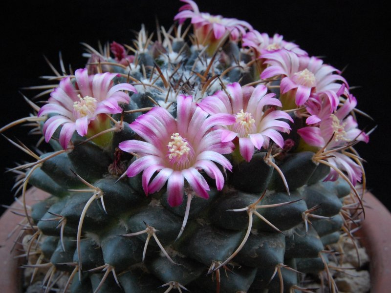 Mammillaria magnimamma ML 404