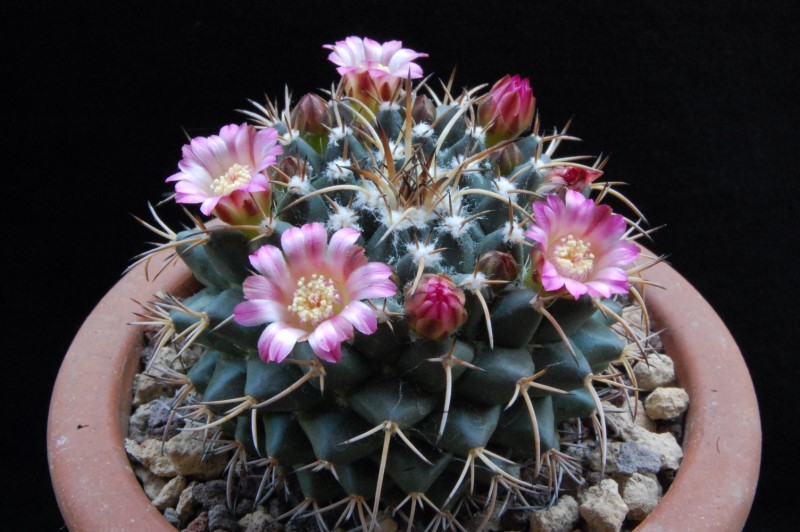 Mammillaria magnimamma ML 404