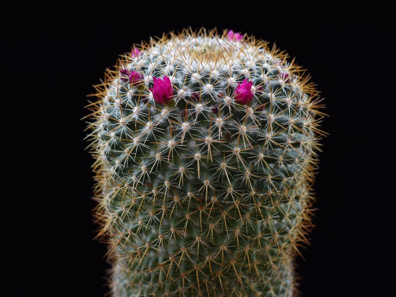 Mammillaria rhodantha ssp. pringlei WH 202