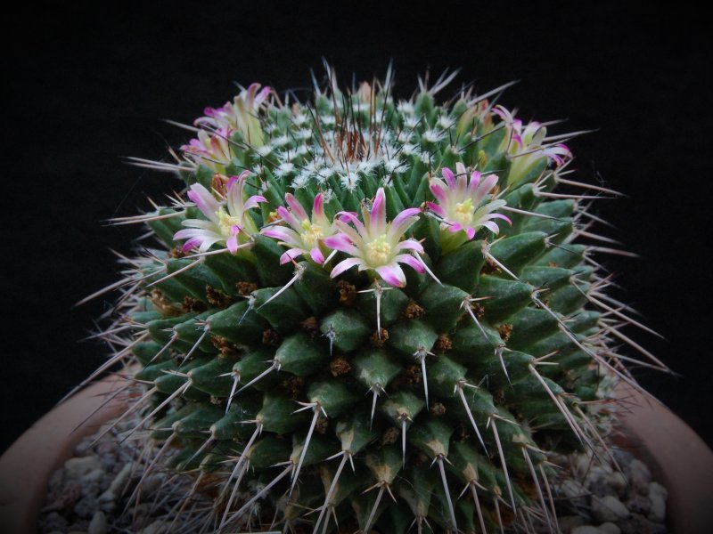 Mammillaria carnea PN 80