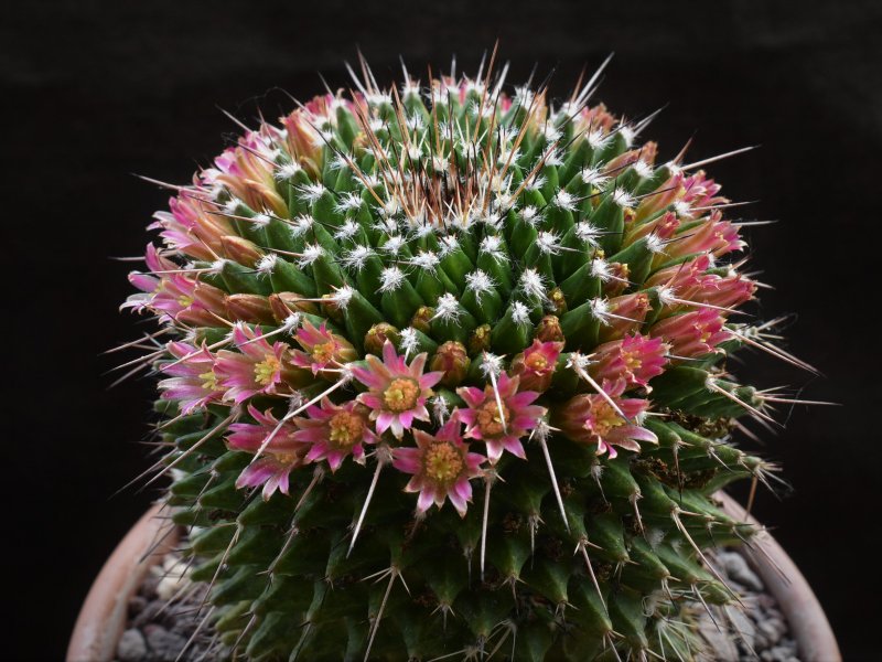 Mammillaria carnea PN 80