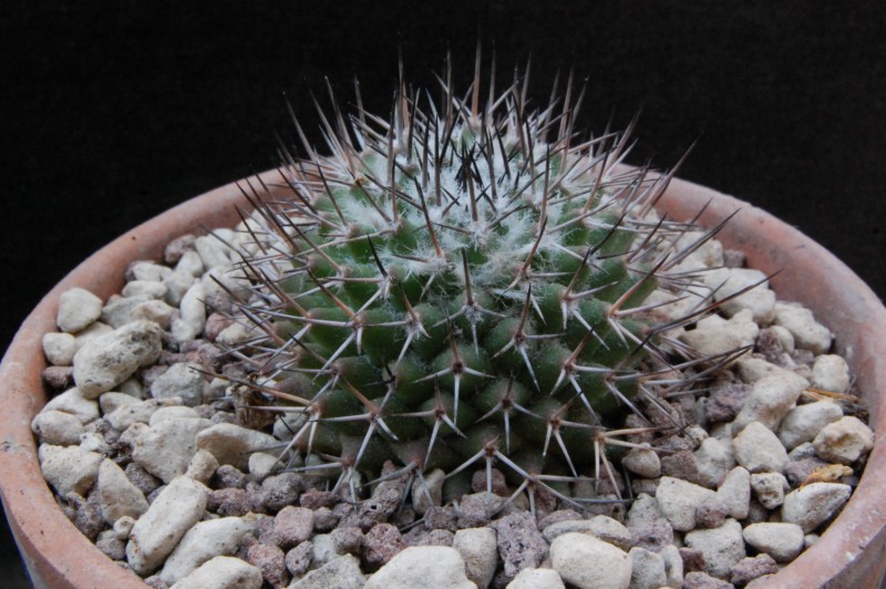 Mammillaria kelleriana WTH 150