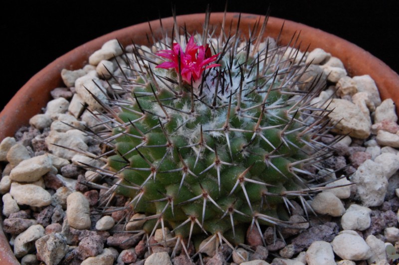 Mammillaria kelleriana WTH 150