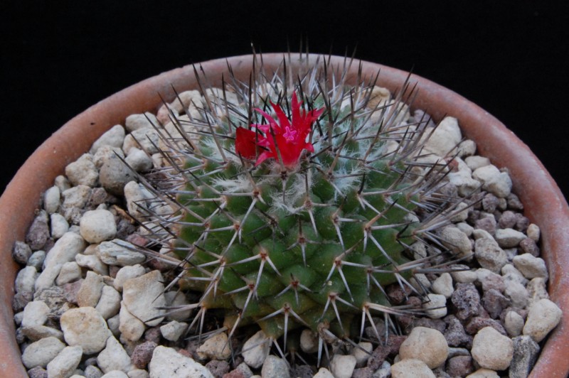 Mammillaria kelleriana WTH 150