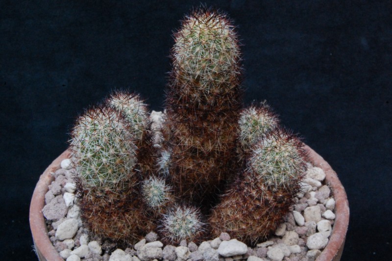 Mammillaria sphacelata ssp. viperina FO 196