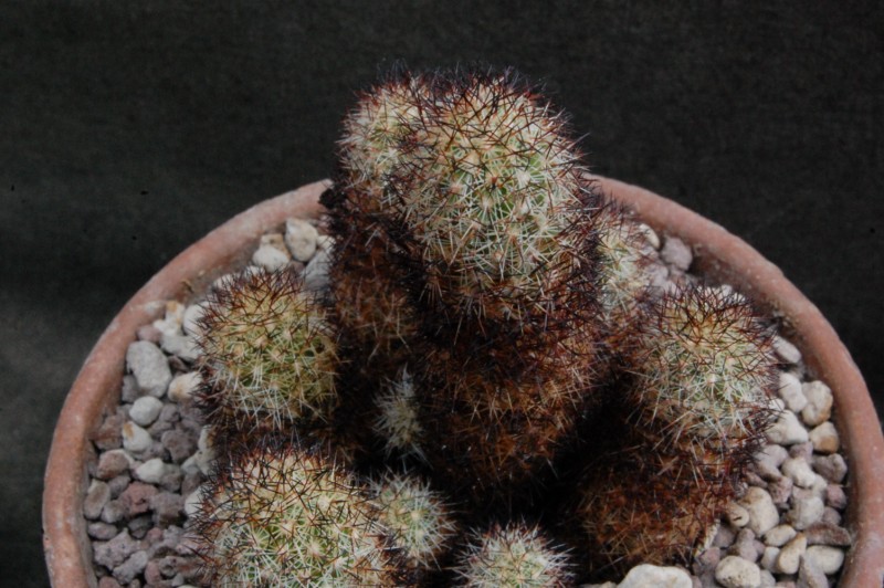 Mammillaria sphacelata ssp. viperina FO 196