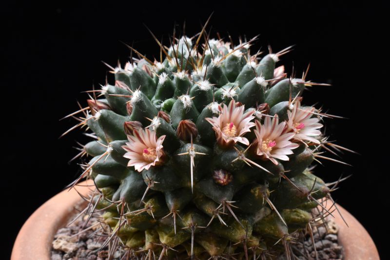 mammillaria aff. macrantha