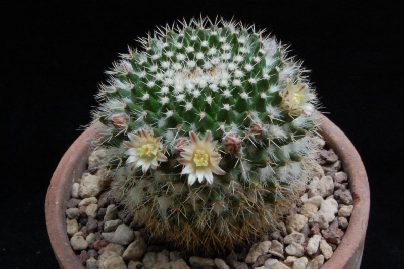 Mammillaria confusa 