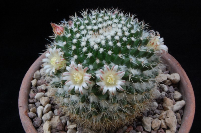 Mammillaria confusa 