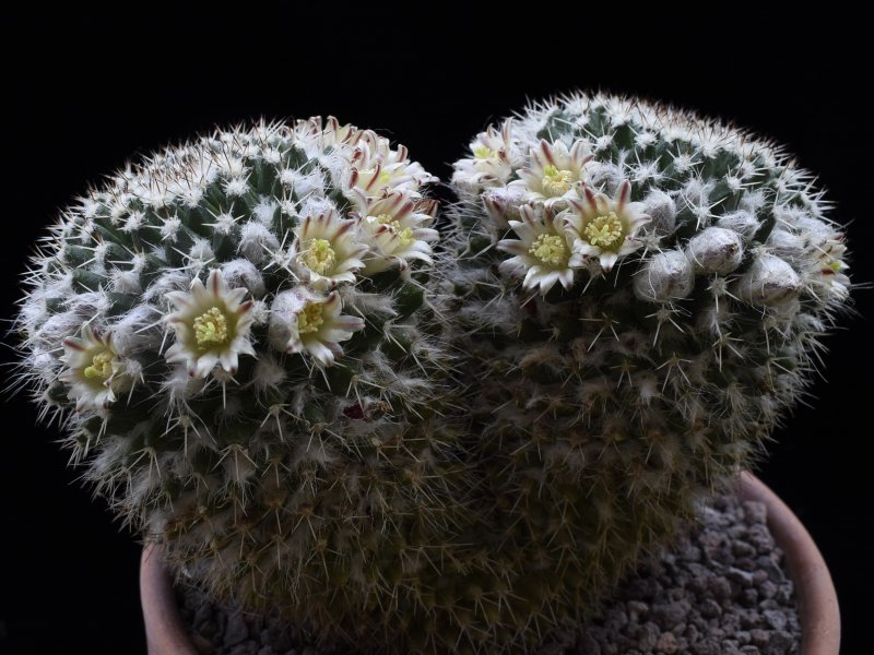 Mammillaria karwinskiana ssp. nejapensis 