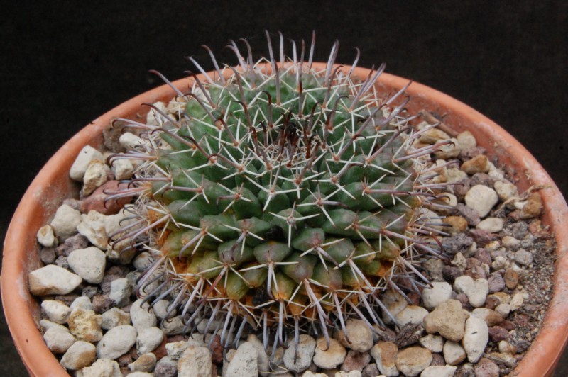 Mammillaria uncinata P 477