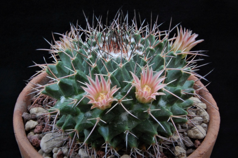 Mammillaria roseoalba 