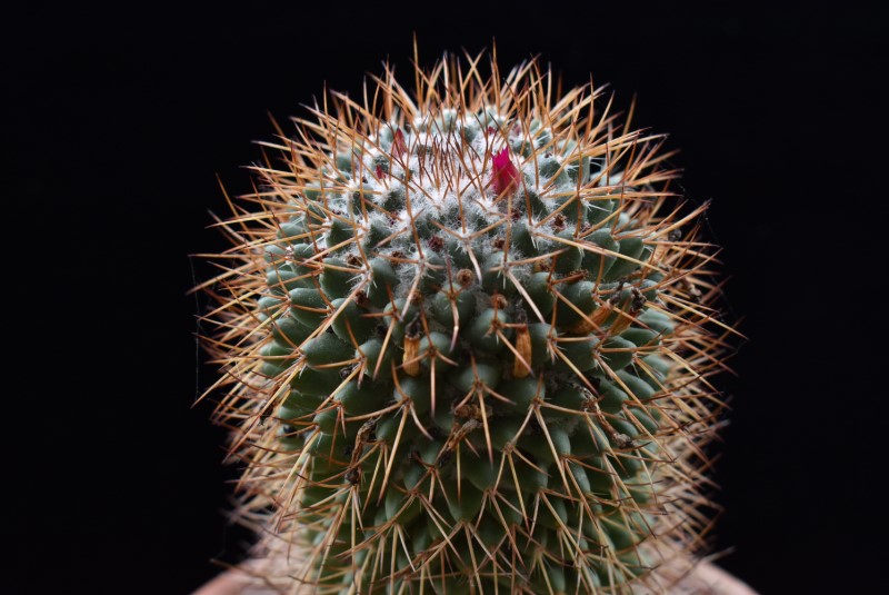 Mammillaria polythele FO 59