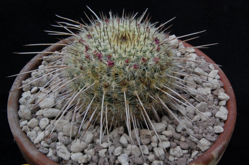 Mammillaria varieaculeata ML 195